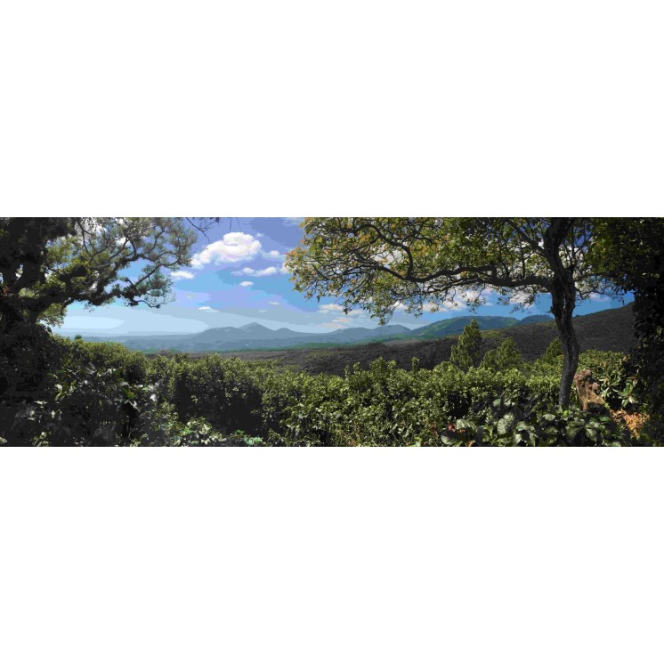 Café El Salvador Dossokam – Arabica fruité & cacao | [Café Umani]