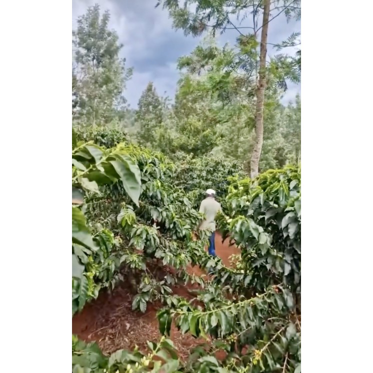 Café El Salvador Dossokam – Arabica fruité & cacao | [Café Umani]