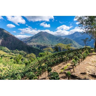Café de Spécialité du Guatemala – Torréfaction Artisanale à Bonifacio | Café Umani