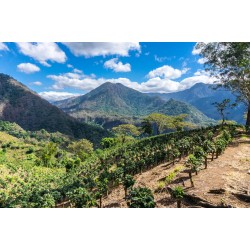 Café de Spécialité du Guatemala – Torréfaction Artisanale à Bonifacio | Café Umani
