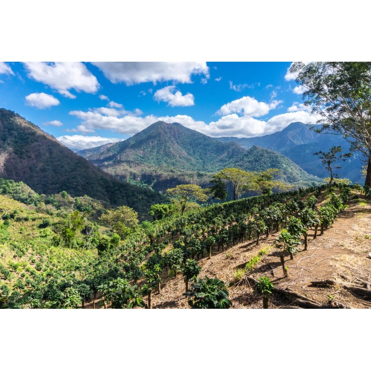 Café de Spécialité du Guatemala – Torréfaction Artisanale à Bonifacio | Café Umani