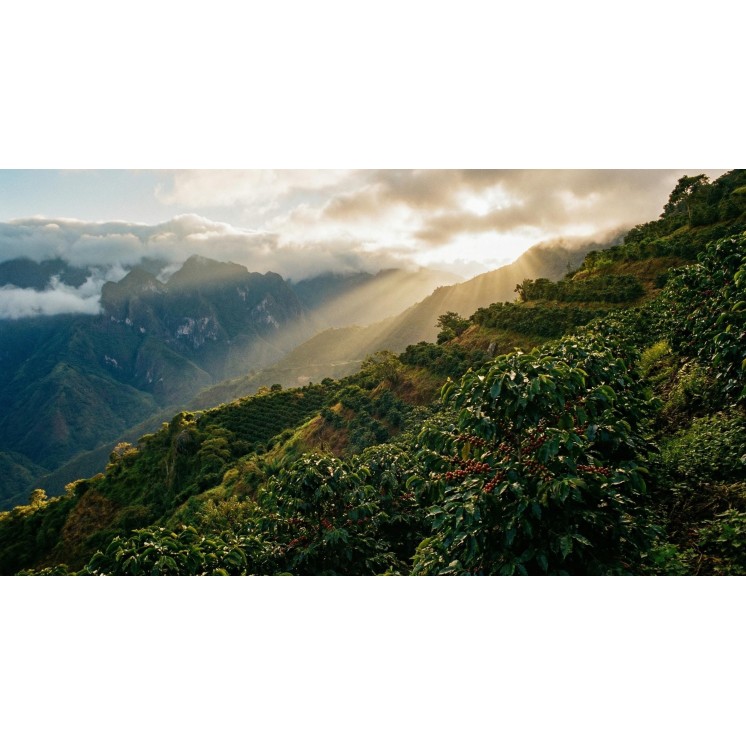 Café de Spécialité du Guatemala – Torréfaction Artisanale à Bonifacio | Café Umani