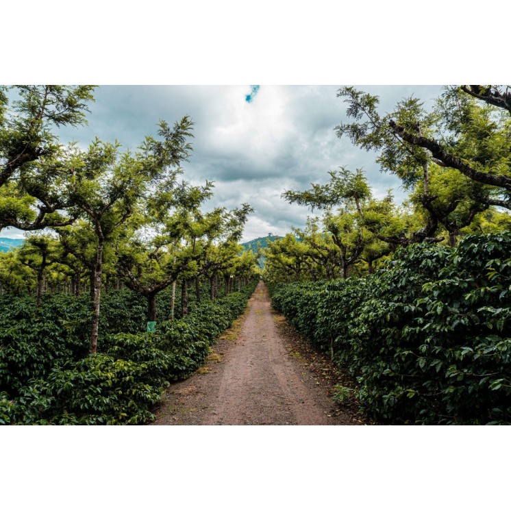Café de Spécialité du Guatemala – Torréfaction Artisanale à Bonifacio | Café Umani