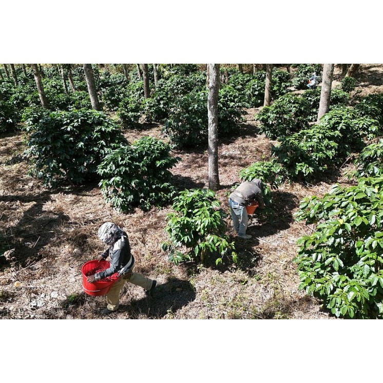 Café de Spécialité du Guatemala – Torréfaction Artisanale à Bonifacio | Café Umani