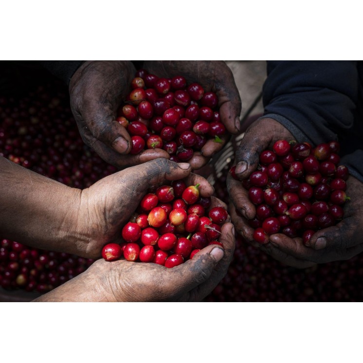Café de Spécialité du Guatemala – Torréfaction Artisanale à Bonifacio | Café Umani