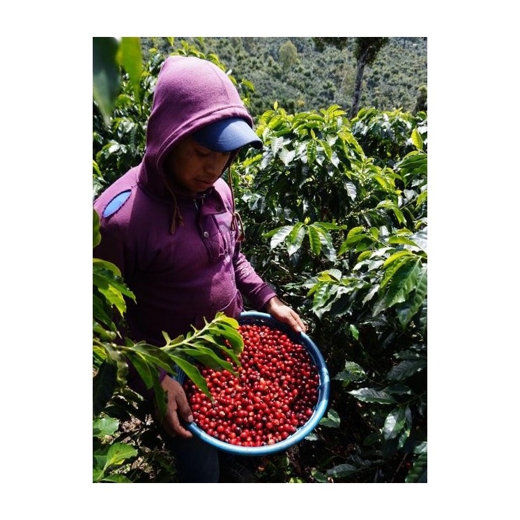 Café de Spécialité du Guatemala – Torréfaction Artisanale à Bonifacio | Café Umani