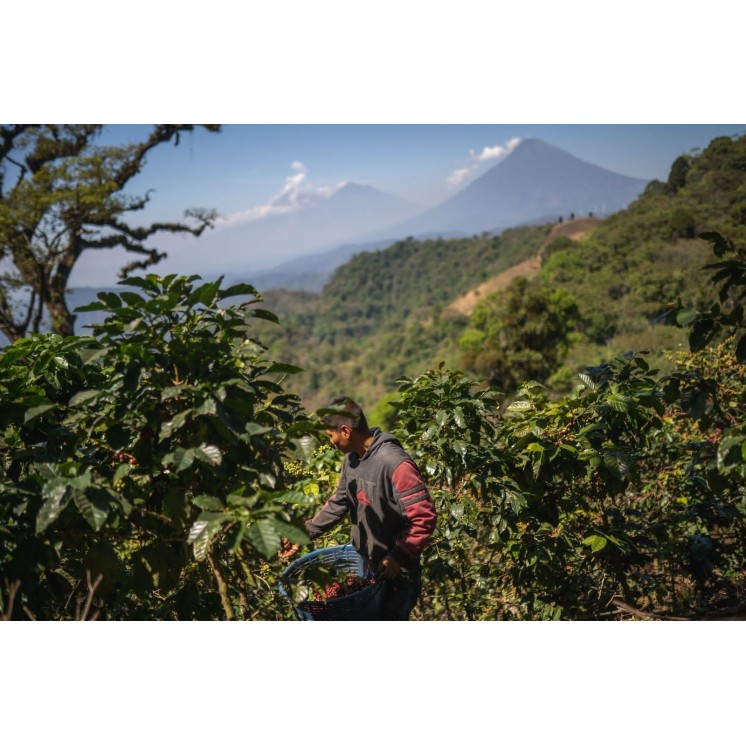 Café de Spécialité du Guatemala – Torréfaction Artisanale à Bonifacio | Café Umani