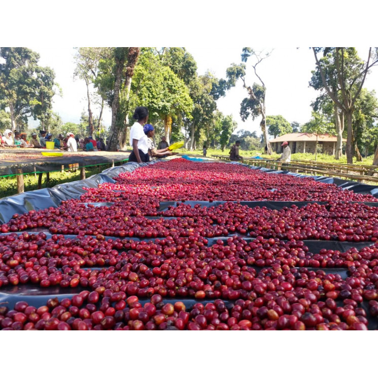 Café de spécialité d’Éthiopie - Yirgacheffe Lavé – 100 % Arabica | Café Umani