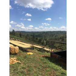 Café d’Exception du Kenya – Torréfaction Artisanale à Bonifacio - Café Umani