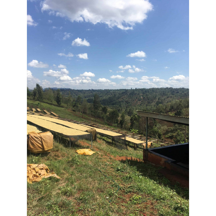 Café d’Exception du Kenya – Torréfaction Artisanale à Bonifacio - Café Umani