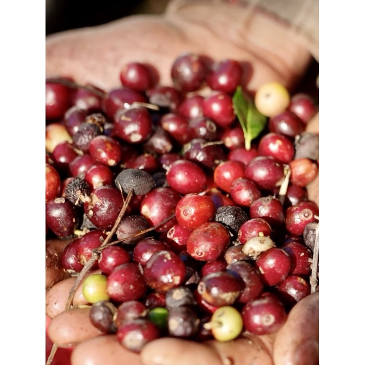 Café de spécialité du Brésil – Café Umani | Torréfaction artisanale à Bonifacio